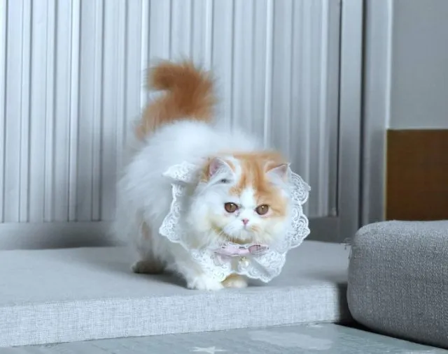 ขายแมวเปอร์เซียเพศเมีย