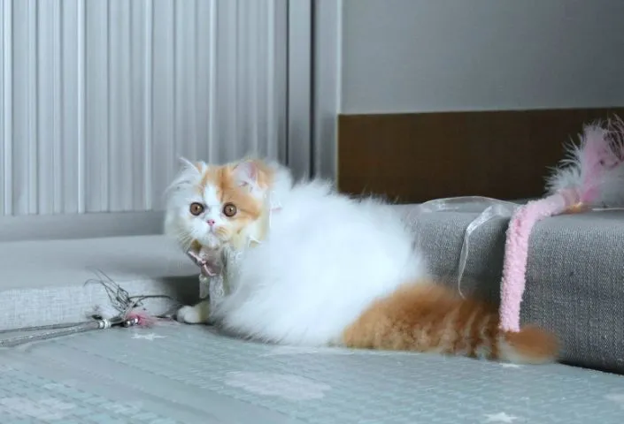 ขายแมวเปอร์เซียเพศเมีย