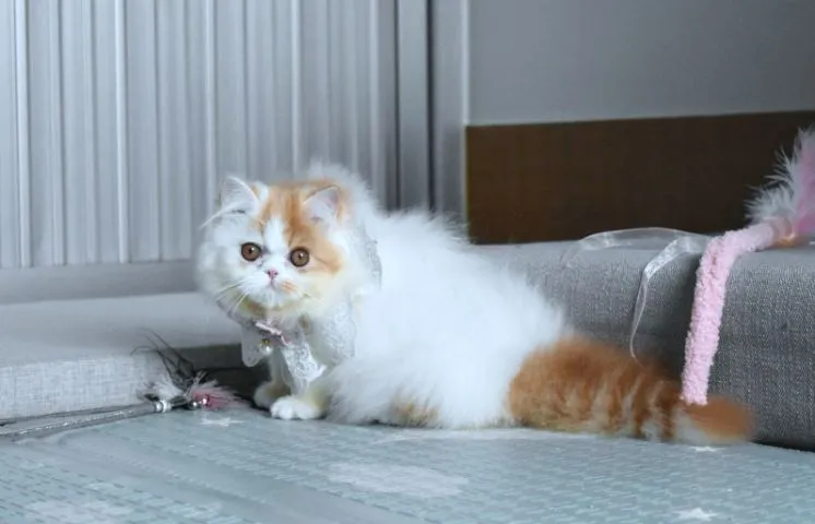 ขายแมวเปอร์เซียเพศเมีย
