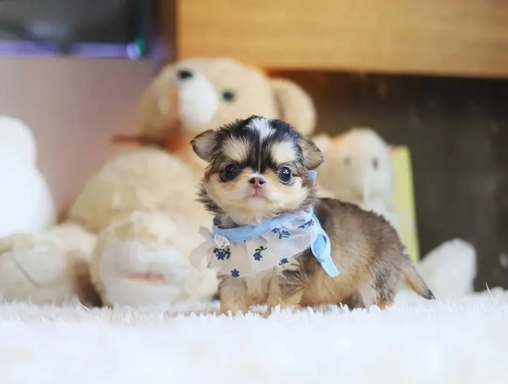 ชิวาวาทีคัพ
