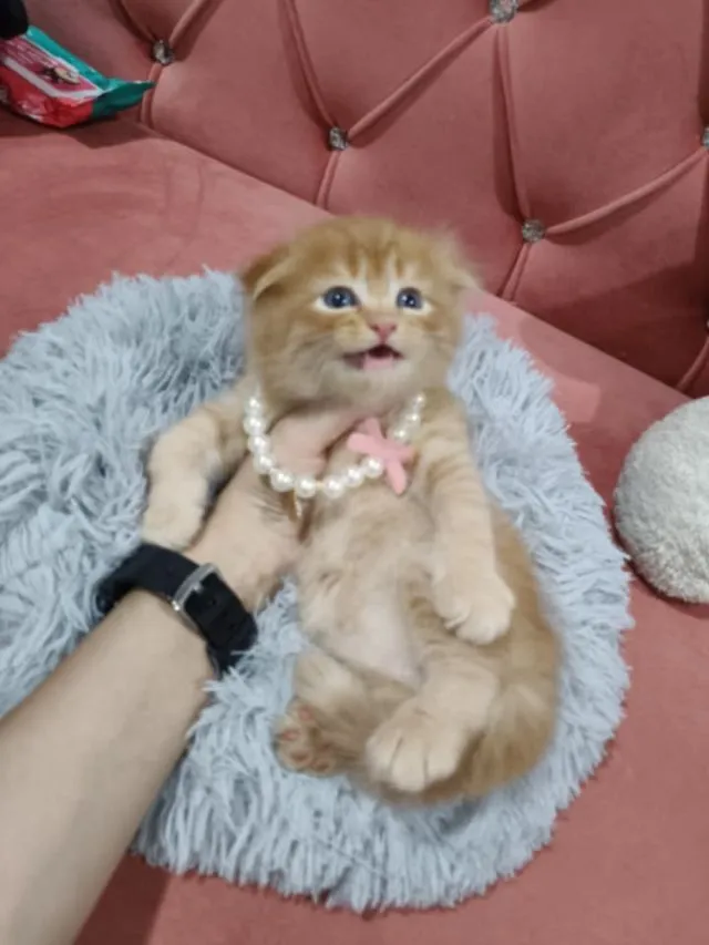 ด.ช สก็อตติส พร้อมย้ายบ้าน คับ น้องอยู่อยุธยา สนใจสอบถามได้