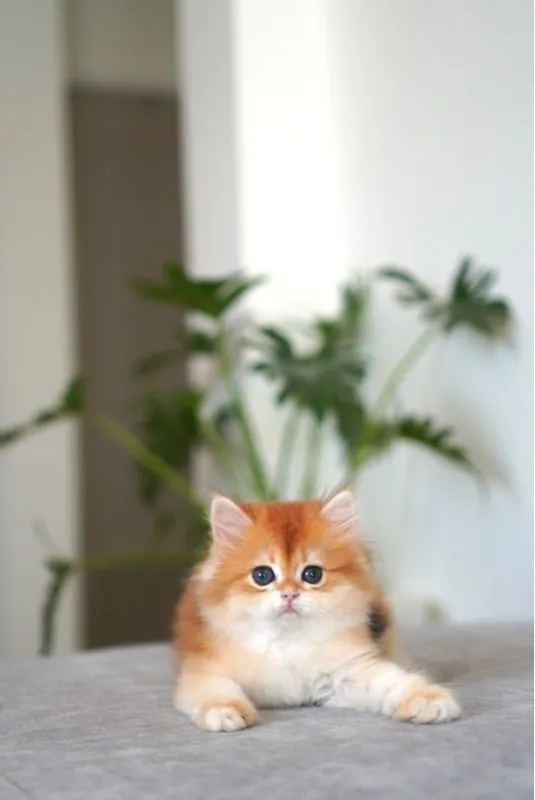 เด็กหญิงหน้าหวาน