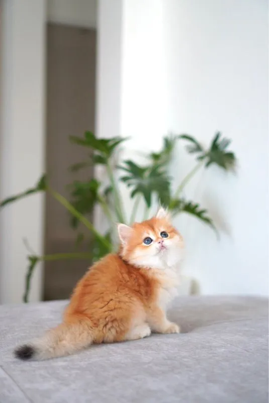 เด็กหญิงหน้าหวาน