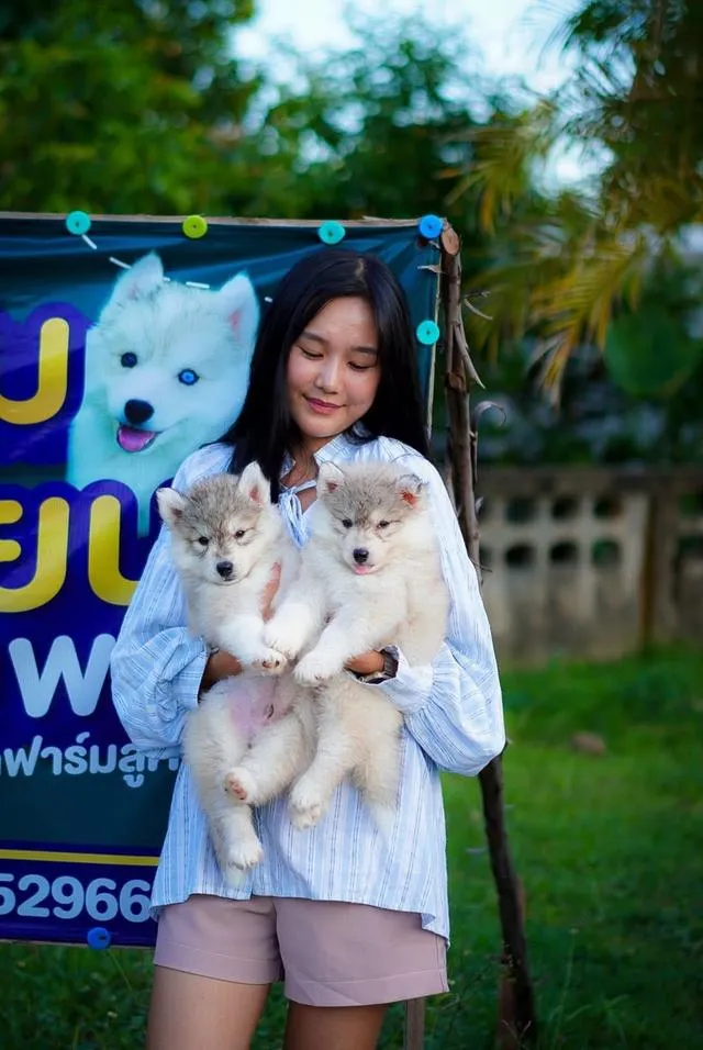Siberian Huskies in Thailand - All Colors Available