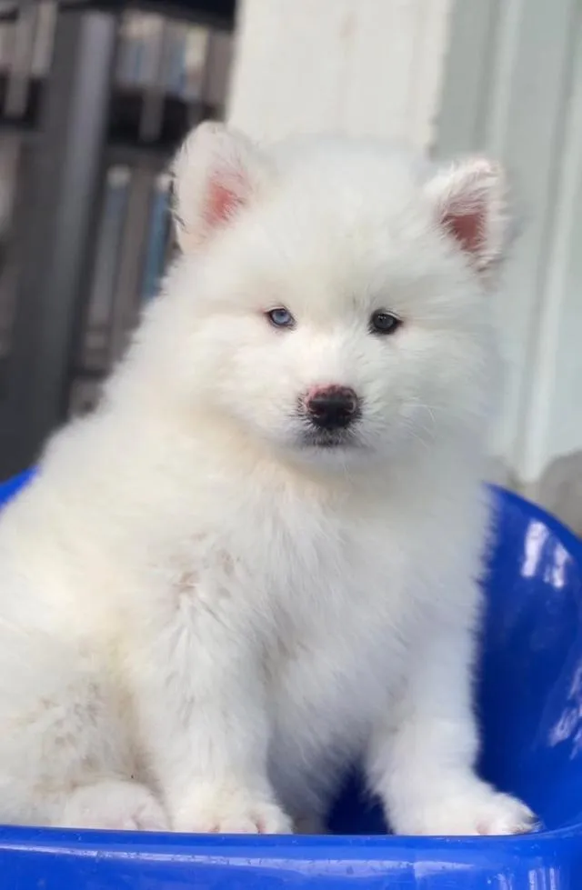 Siberian Huskies in Thailand - All Colors Available