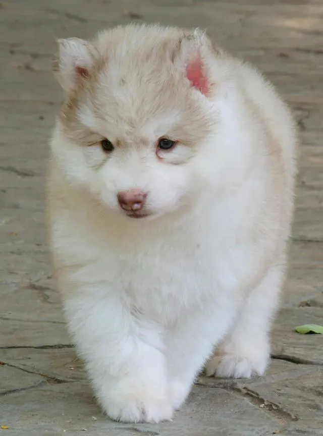 Siberian Huskies in Thailand - All Colors Available