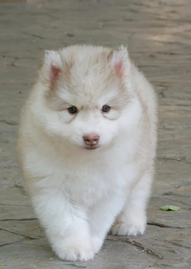 Siberian Huskies in Thailand - All Colors Available