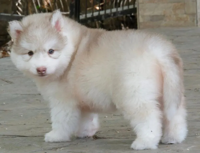 Siberian Huskies in Thailand - All Colors Available