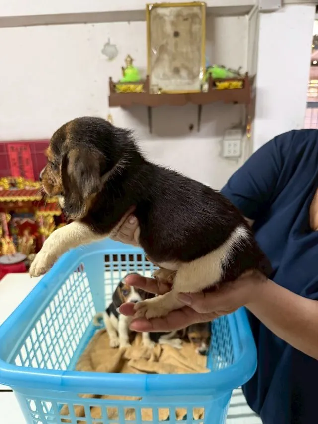 ลูกบีเกิ้ล เพศหญิง 1