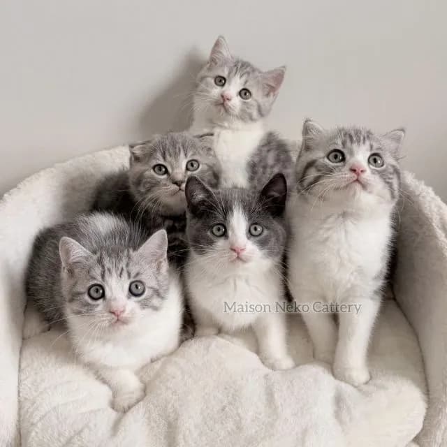 สกอตติช ดช