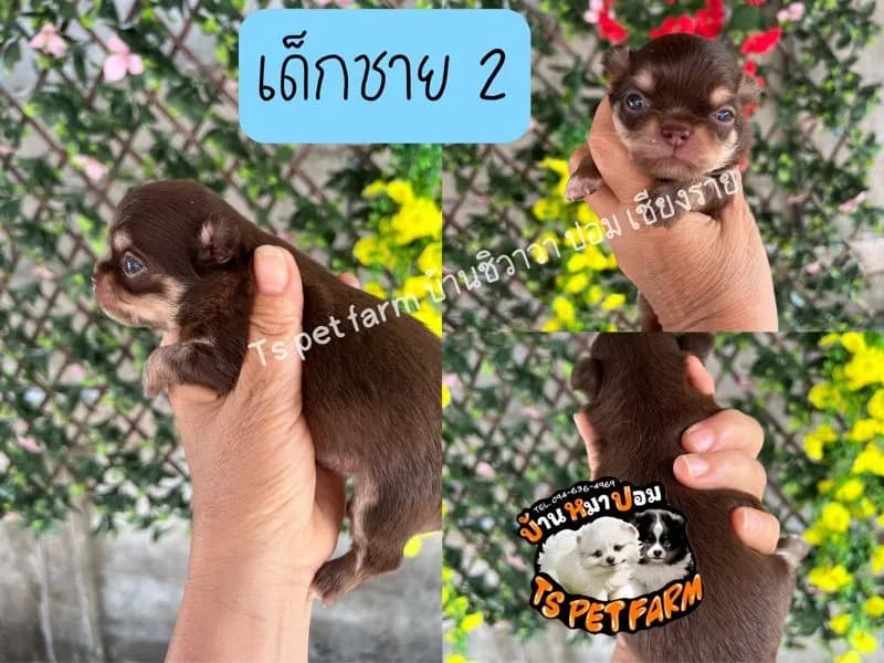ชิวาวา เกรดสวย สีช็อค
