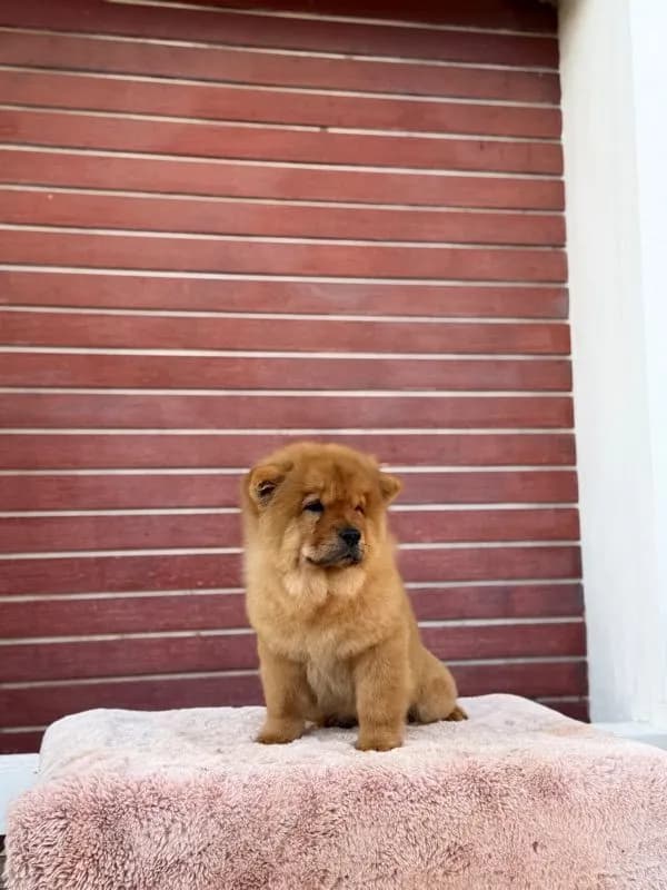 เชาเชา