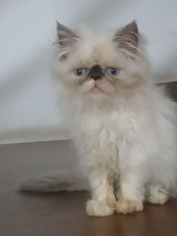 ขายแมวหิมาลายันเพศผู้