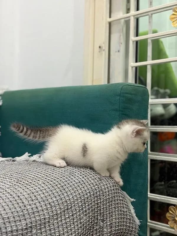 แมวมัชกิ้นผสมบริติช