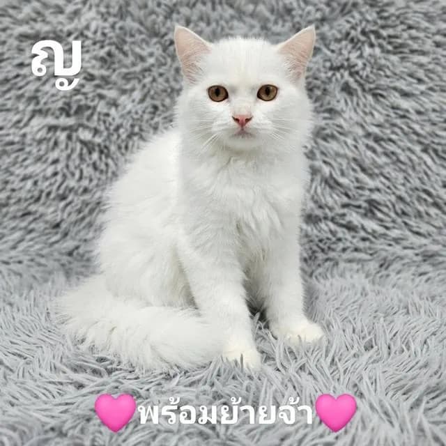 น้องแมวทุกสายพันธุ์สัตว์เลี้ยง.