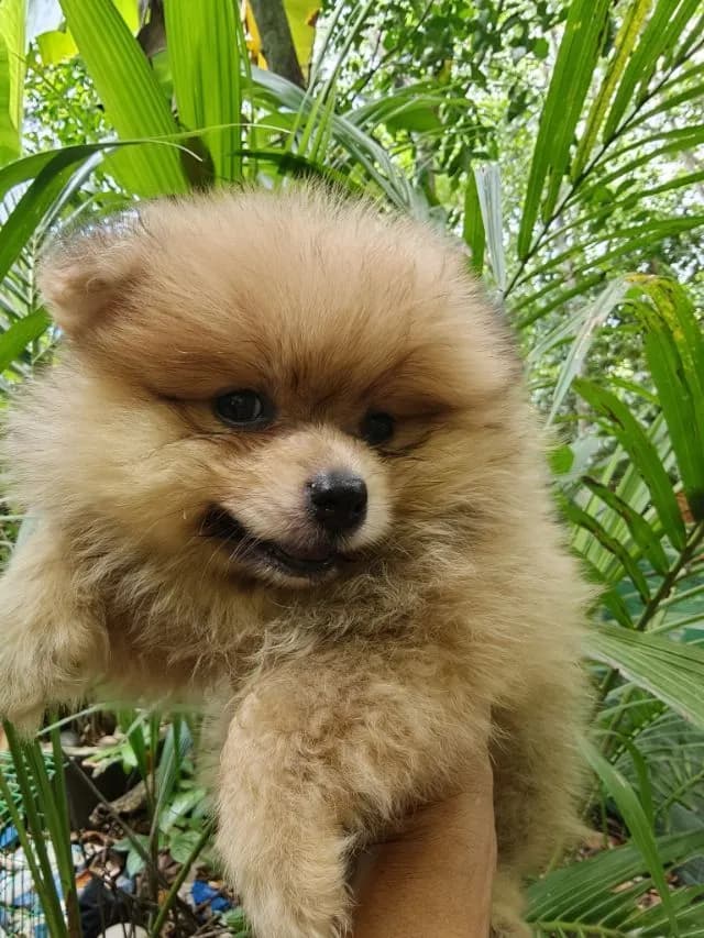 ปอมๆ และปอมผสม