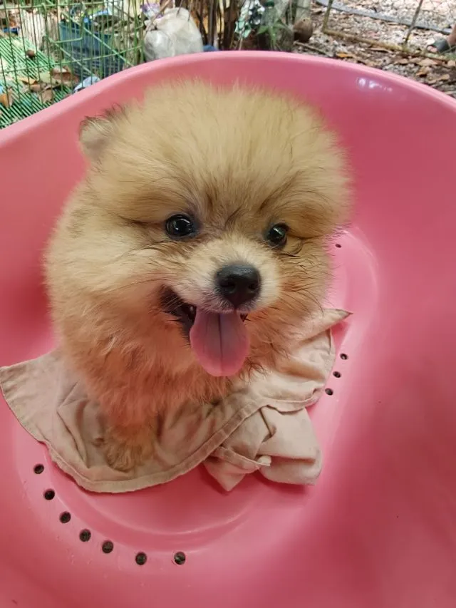 ปอมๆ และปอมผสม