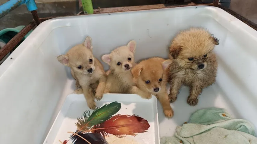 ปอมๆ และปอมผสม