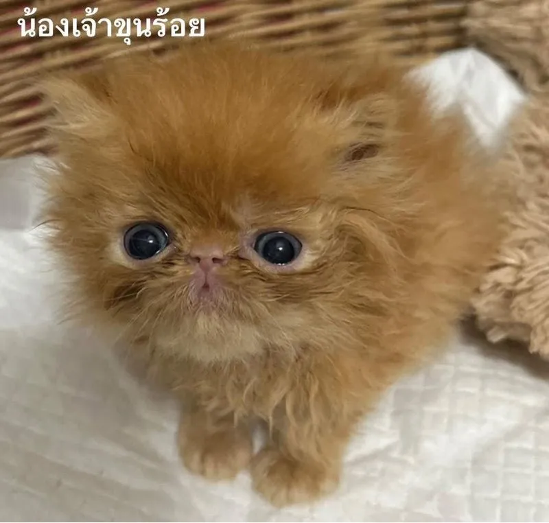 เด็กชายส้มเอ็กโซติกLh