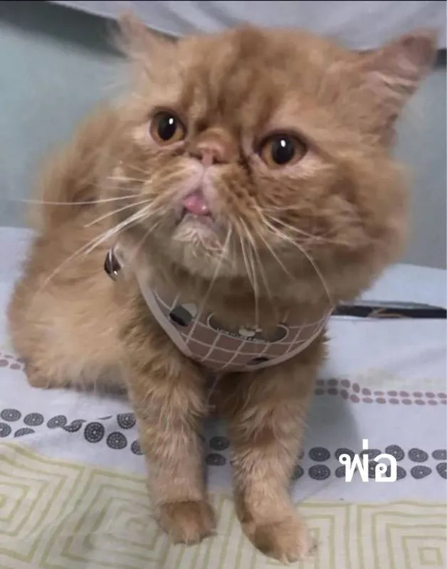 เด็กชายส้มเอ็กโซติกLh