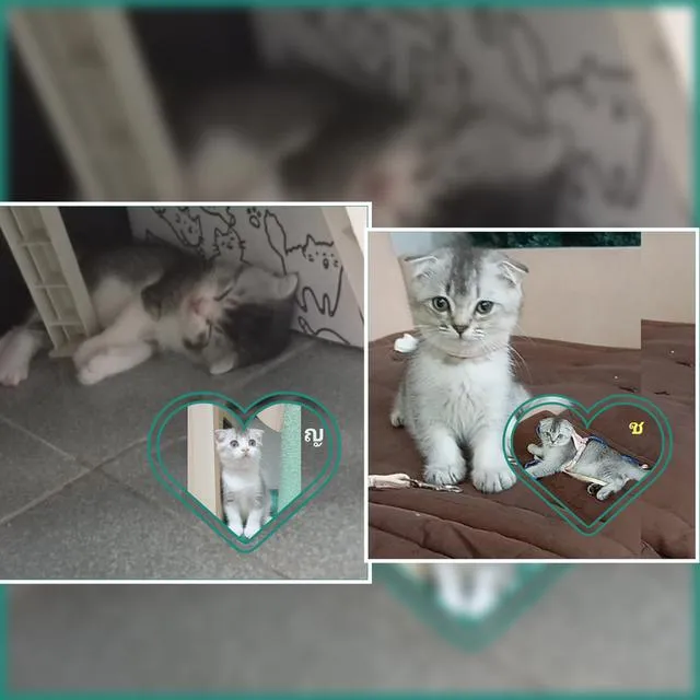 😺ลูกแมว บริติชสีเทา เกิดวันพระใหญ่