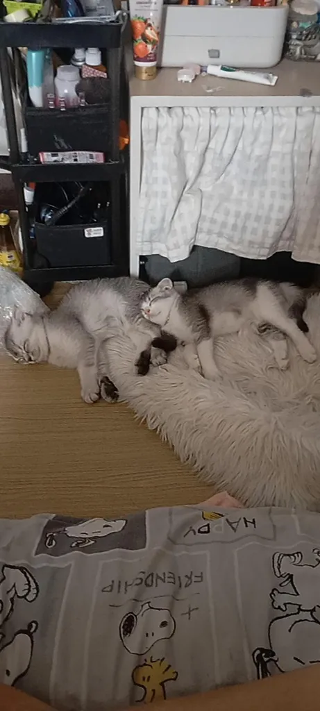 😺ลูกแมว บริติชสีเทา เกิดวันพระใหญ่