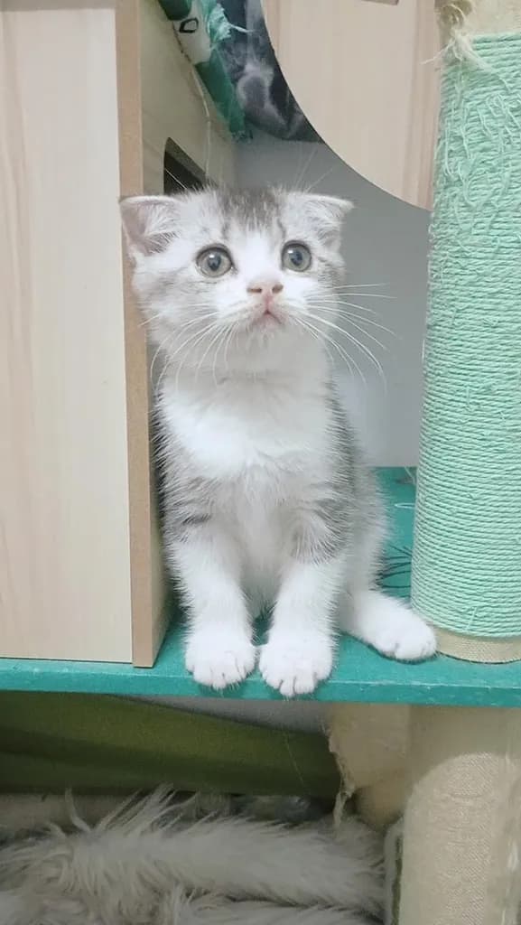 😺ลูกแมว บริติชสีเทา เกิดวันพระใหญ่