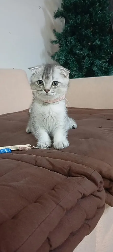 😺ลูกแมว บริติชสีเทา เกิดวันพระใหญ่