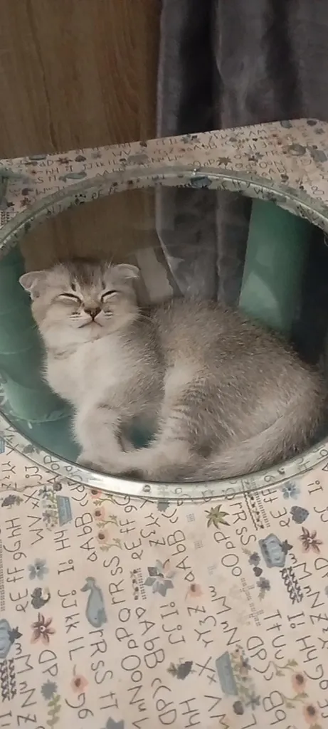 😺ลูกแมว บริติชสีเทา เกิดวันพระใหญ่