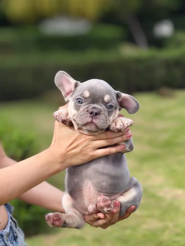 Frenchbulldogpuppy Color Exotic