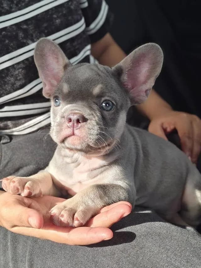 Frenchbulldogpuppy Color Exotic