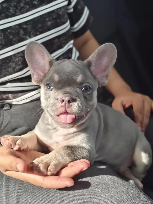 Frenchbulldogpuppy Color Exotic