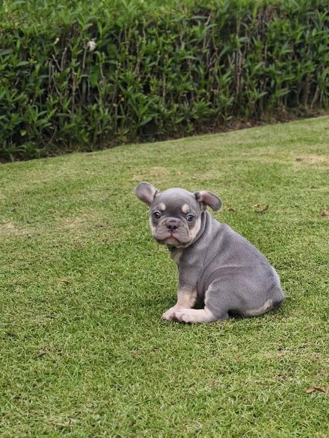 Frenchbulldogpuppy Color Exotic