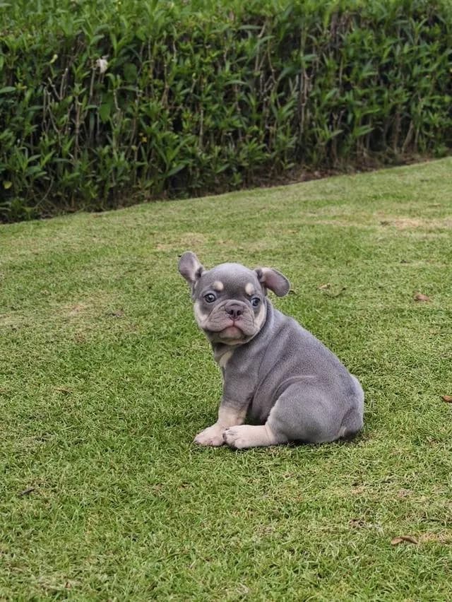 Frenchbulldogpuppy Color Exotic