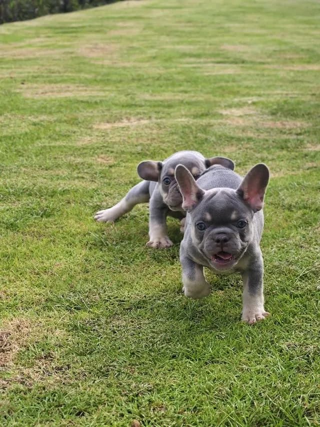Frenchbulldogpuppy Color Exotic