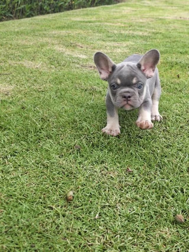 Frenchbulldogpuppy Color Exotic