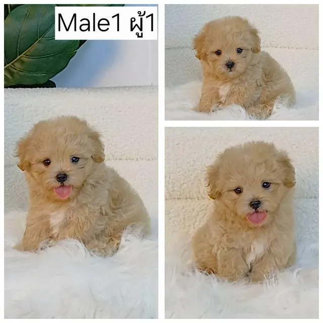 maltipoo มอลติพู เพศผู้ สีน้ำตาลขาว พร้อมวัคซีน5โรคเข็มแรก ถ่ายพยาธิ ใบรับรองจากสัตว์แพทย์ รับประกันสุขภาพ ส่งได้ทั่วไทย