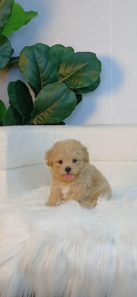 maltipoo มอลติพู เพศผู้ สีน้ำตาลขาว พร้อมวัคซีน5โรคเข็มแรก ถ่ายพยาธิ ใบรับรองจากสัตว์แพทย์ รับประกันสุขภาพ ส่งได้ทั่วไทย