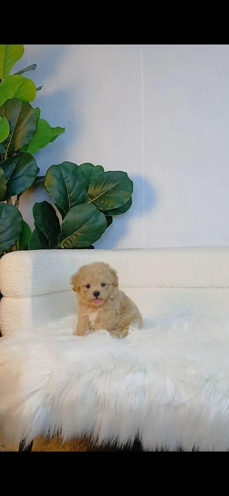 maltipoo มอลติพู เพศผู้ สีน้ำตาลขาว พร้อมวัคซีน5โรคเข็มแรก ถ่ายพยาธิ ใบรับรองจากสัตว์แพทย์ รับประกันสุขภาพ ส่งได้ทั่วไทย
