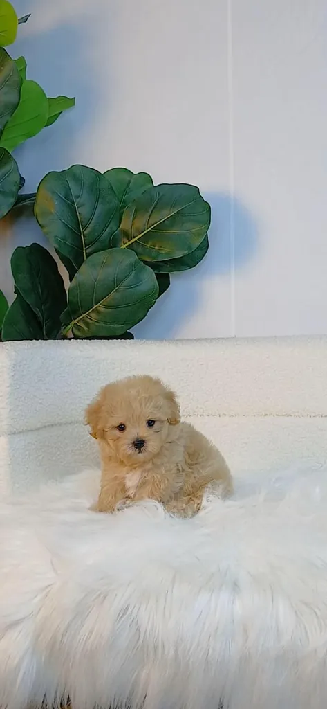 maltipoo มอลติพู เพศผู้ สีน้ำตาลขาว พร้อมวัคซีน5โรคเข็มแรก ถ่ายพยาธิ ใบรับรองจากสัตว์แพทย์ รับประกันสุขภาพ ส่งได้ทั่วไทย