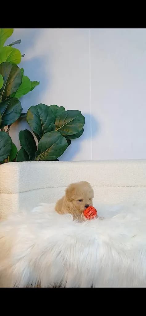 maltipoo มอลติพู เพศผู้ สีน้ำตาลขาว พร้อมวัคซีน5โรคเข็มแรก ถ่ายพยาธิ ใบรับรองจากสัตว์แพทย์ รับประกันสุขภาพ ส่งได้ทั่วไทย