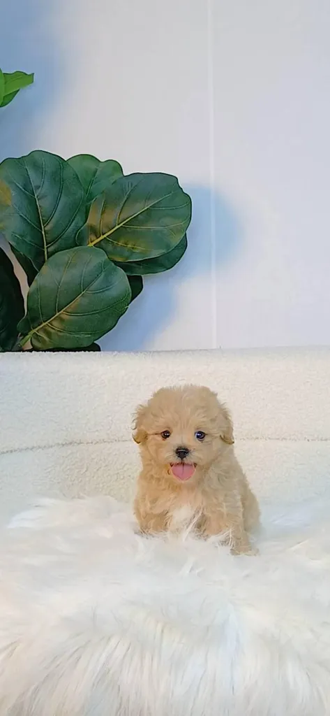maltipoo มอลติพู เพศผู้ สีน้ำตาลขาว พร้อมวัคซีน5โรคเข็มแรก ถ่ายพยาธิ ใบรับรองจากสัตว์แพทย์ รับประกันสุขภาพ ส่งได้ทั่วไทย