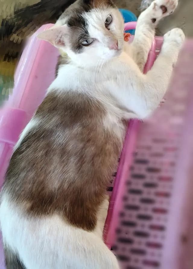แมวลูกครึ่งขาวมณี......เพศผู้