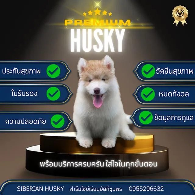 Siberian Husky Puppies For Sale | Thailand Purebred | Pedigree Certified | Health Guaranteed