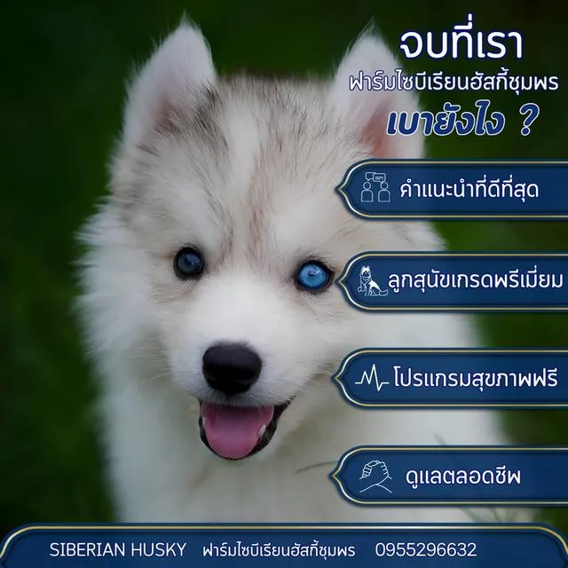 Siberian Husky Puppies For Sale | Thailand Purebred | Pedigree Certified | Health Guaranteed
