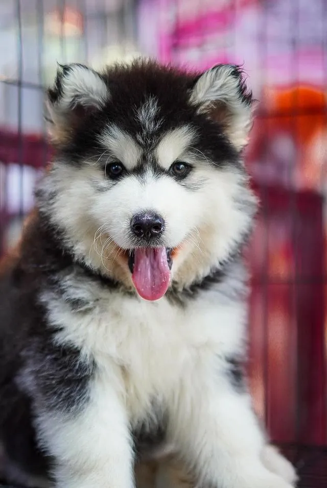 Siberian Husky Puppies For Sale | Thailand Purebred | Pedigree Certified | Health Guaranteed