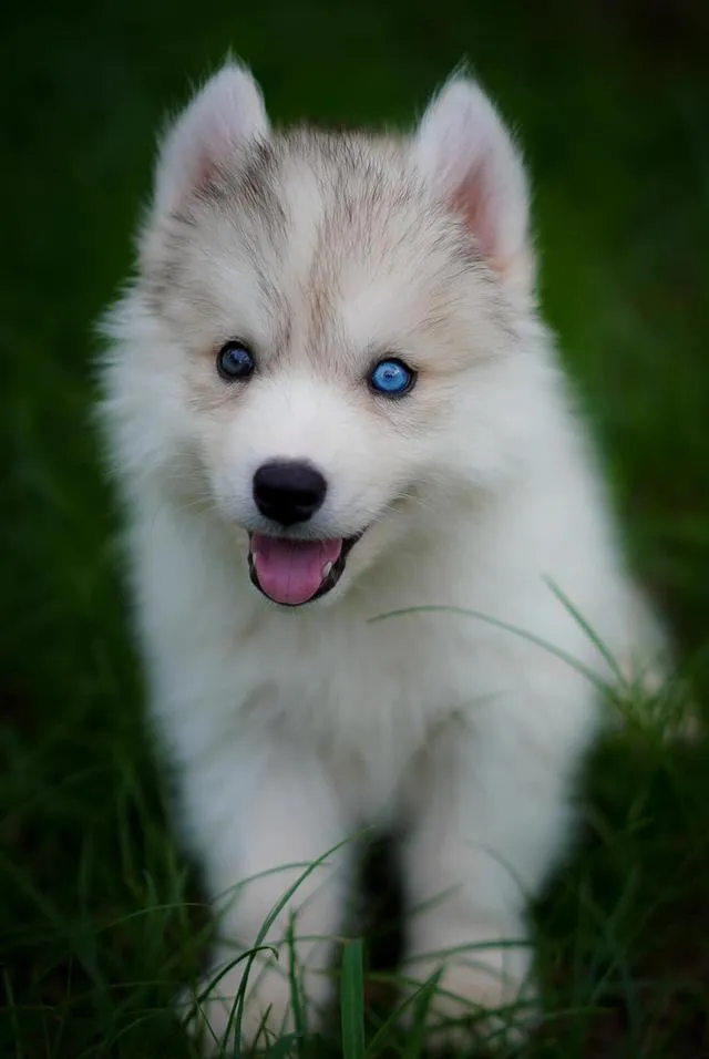 Siberian Husky Puppies For Sale | Thailand Purebred | Pedigree Certified | Health Guaranteed