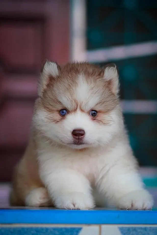 Siberian Husky Puppies For Sale | Thailand Purebred | Pedigree Certified | Health Guaranteed