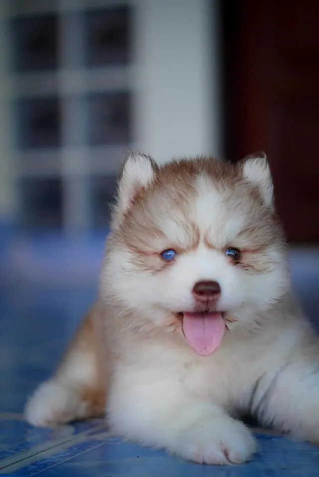 Siberian Husky Puppies For Sale | Thailand Purebred | Pedigree Certified | Health Guaranteed