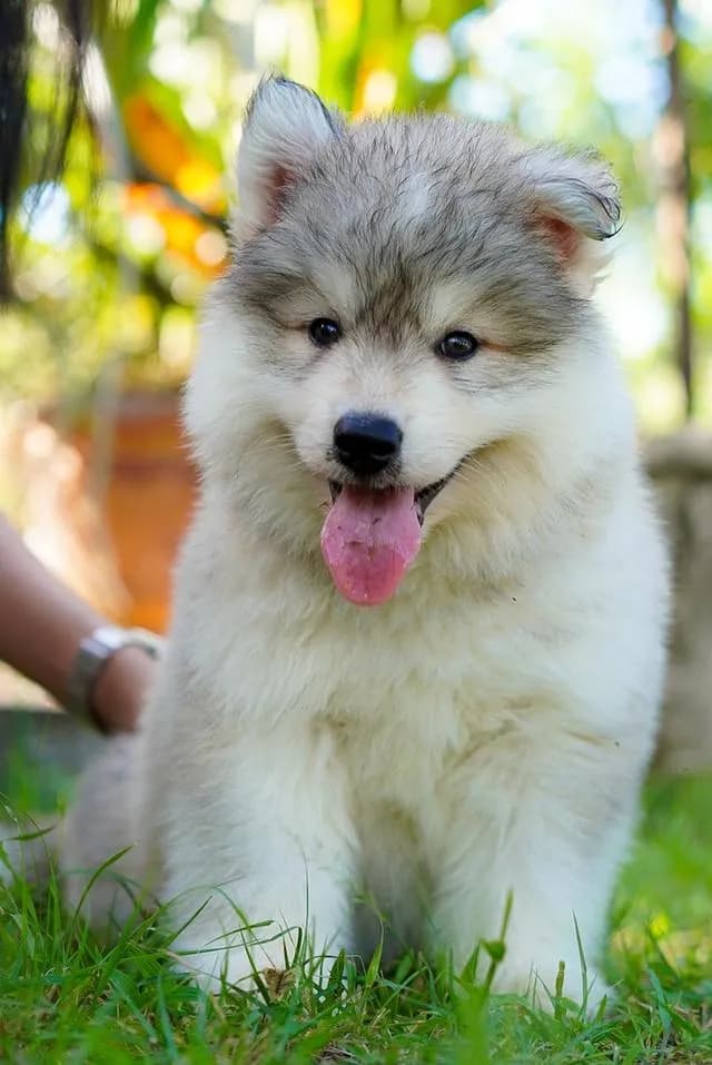 Siberian Husky Puppies For Sale | Thailand Purebred | Pedigree Certified | Health Guaranteed